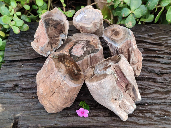 Polished on One Side Petrified Wood Branch Pieces x 6 From Gokwe, Zimbabwe