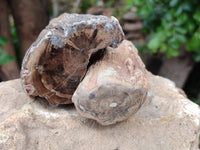 Polished on One Side Petrified Wood Branch Pieces x 6 From Gokwe, Zimbabwe - Toprock Gemstones and Minerals 
