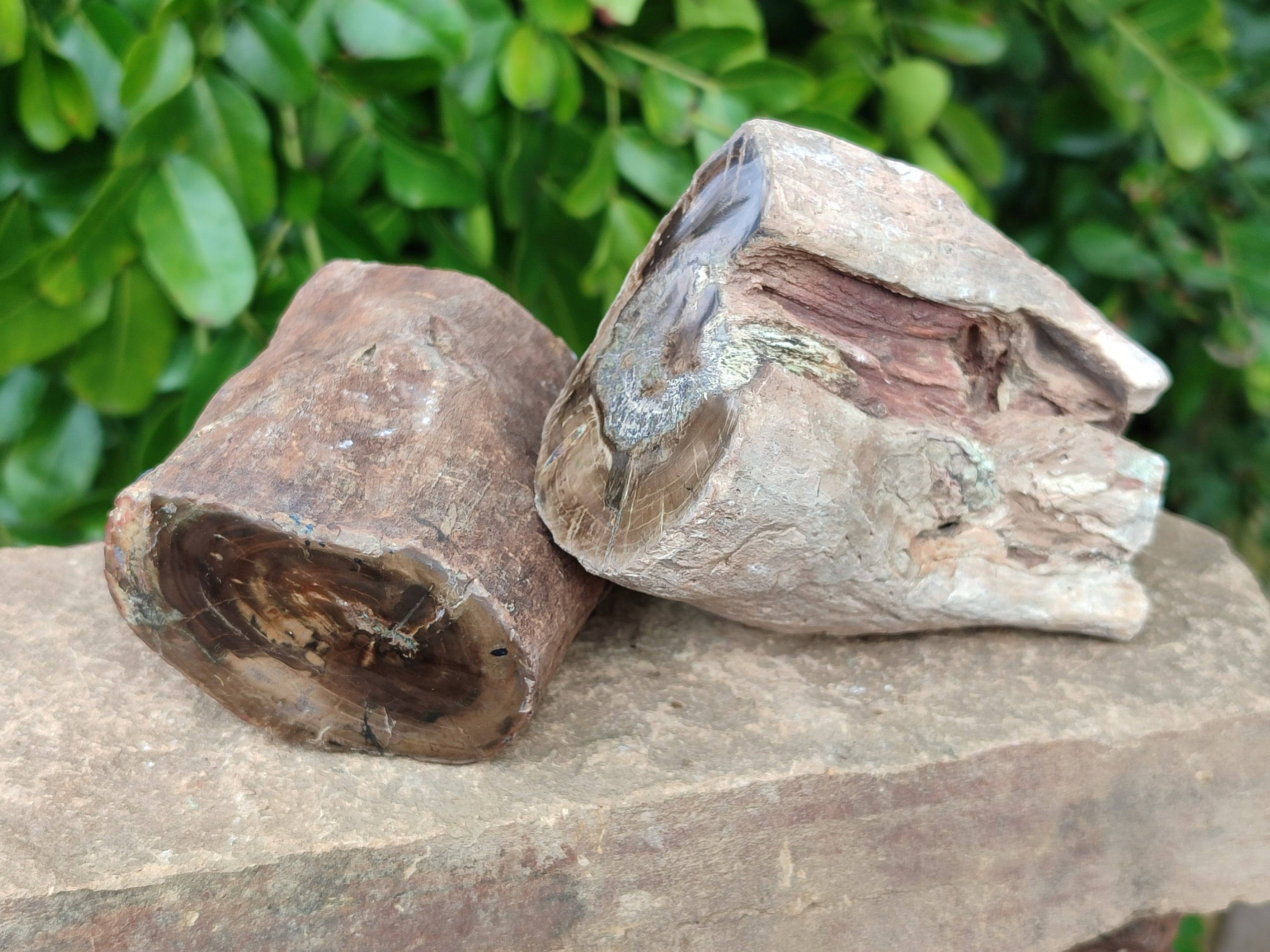 Polished on One Side Petrified Wood Branch Pieces x 6 From Gokwe, Zimbabwe - Toprock Gemstones and Minerals 