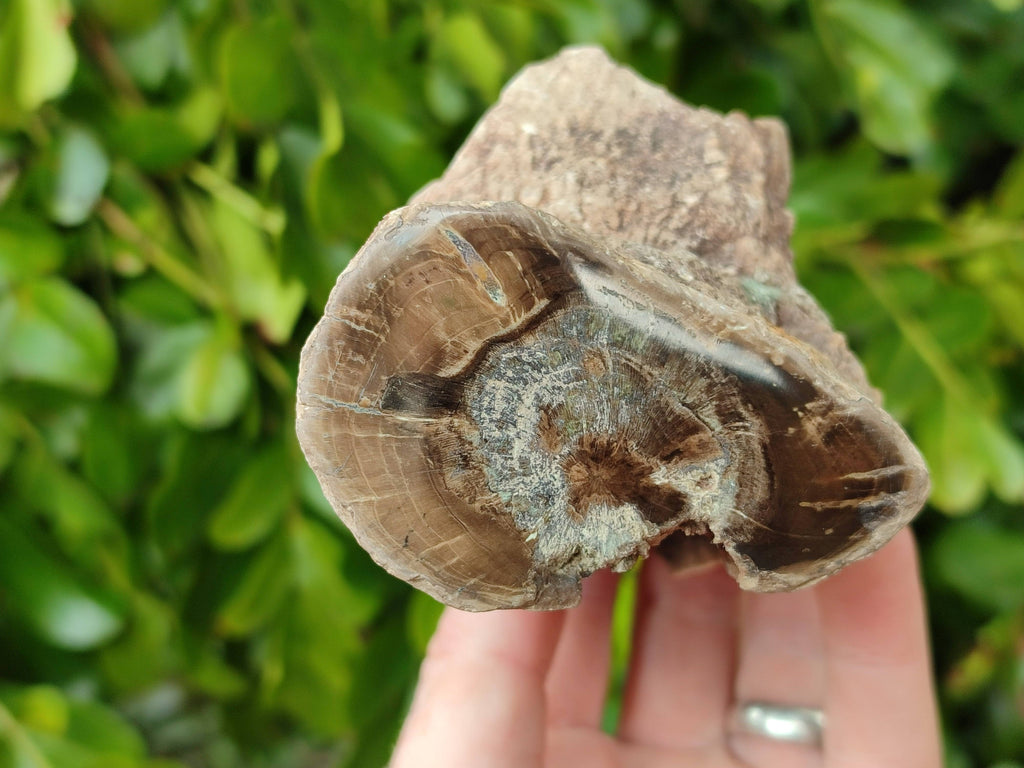 Polished on One Side Petrified Wood Branch Pieces x 6 From Gokwe, Zimbabwe - Toprock Gemstones and Minerals 