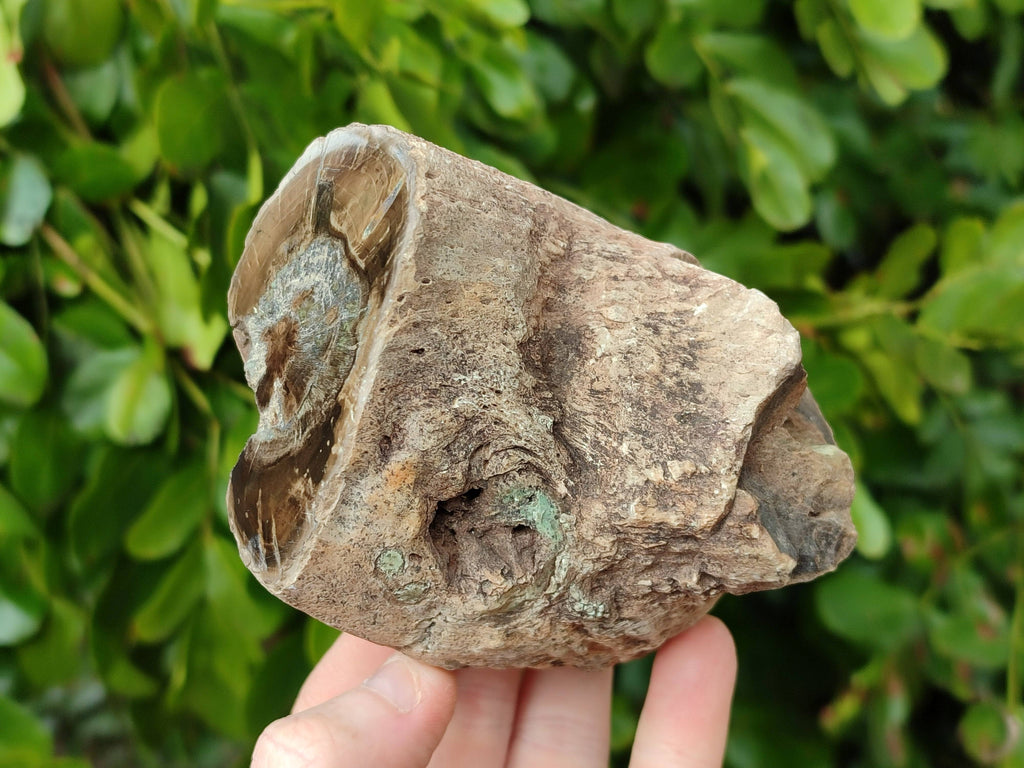 Polished on One Side Petrified Wood Branch Pieces x 6 From Gokwe, Zimbabwe - Toprock Gemstones and Minerals 