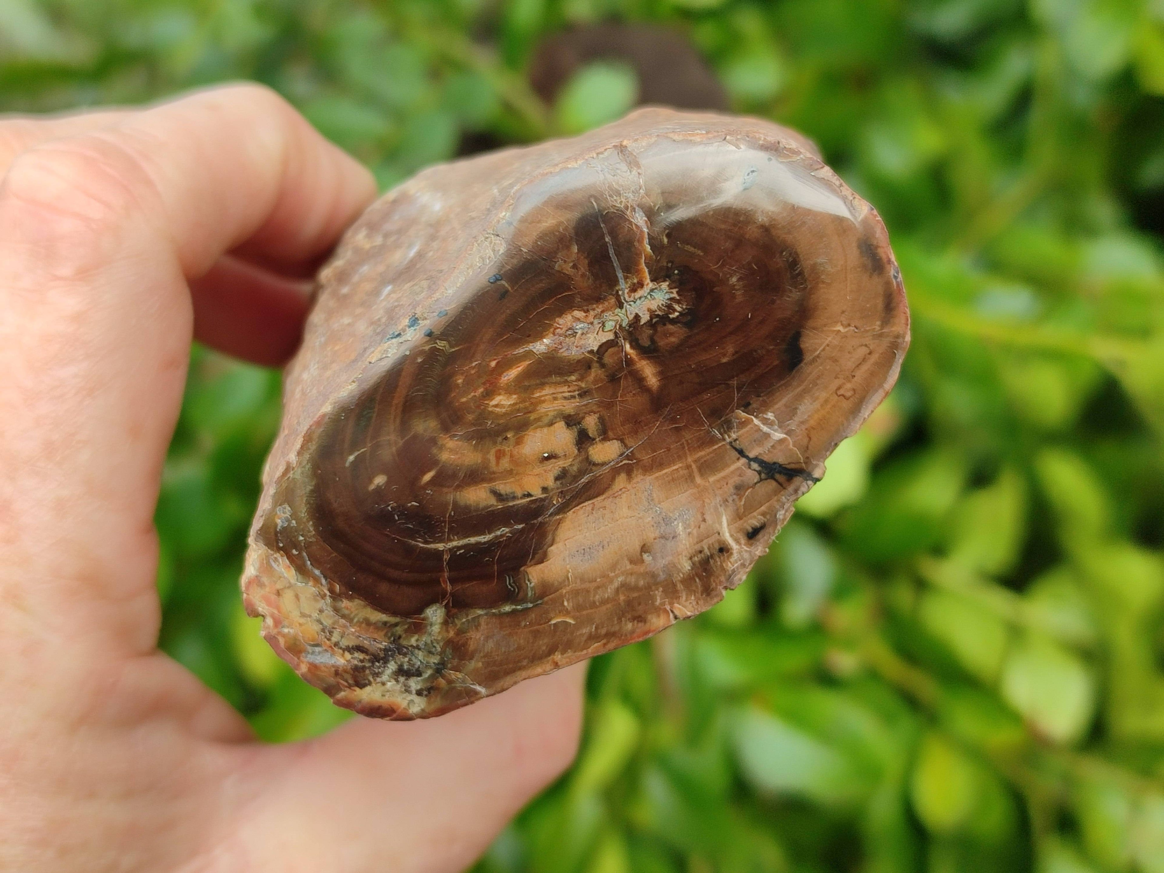 Polished on One Side Petrified Wood Branch Pieces x 6 From Gokwe, Zimbabwe - Toprock Gemstones and Minerals 