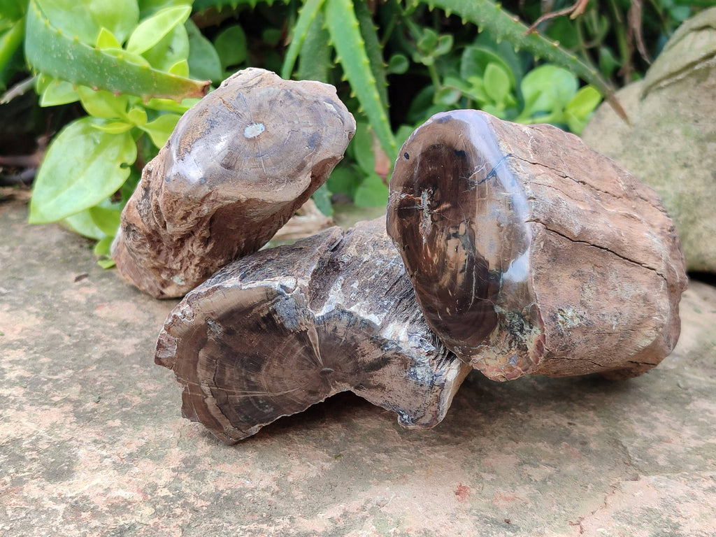 Polished on One Side Petrified Wood Branch Pieces x 6 From Gokwe, Zimbabwe - Toprock Gemstones and Minerals 