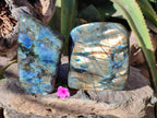 Polished Labradorite Standing Free Forms x 2 From Tulear, Madagascar - Toprock Gemstones and Minerals 