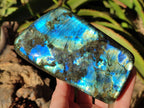 Polished Labradorite Standing Free Forms x 2 From Tulear, Madagascar - Toprock Gemstones and Minerals 