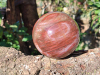 Polished Fossilized Podocarpus Petrified Wood Sphere x 1 From Mahajanga, Madagascar