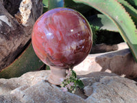 Polished Fossilized Podocarpus Petrified Wood Sphere x 1 From Mahajanga, Madagascar