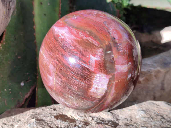 Polished Fossilized Podocarpus Petrified Wood Sphere x 1 From Mahajanga, Madagascar