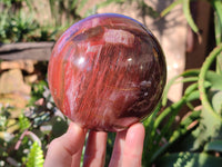 Polished Fossilized Podocarpus Petrified Wood Sphere x 1 From Mahajanga, Madagascar