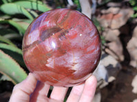 Polished Fossilized Podocarpus Petrified Wood Sphere x 1 From Mahajanga, Madagascar