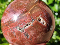 Polished Fossilized Podocarpus Petrified Wood Sphere x 1 From Mahajanga, Madagascar