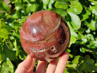 Polished Fossilized Podocarpus Petrified Wood Sphere x 1 From Mahajanga, Madagascar