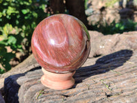 Polished Fossilized Podocarpus Petrified Wood Sphere x 1 From Mahajanga, Madagascar
