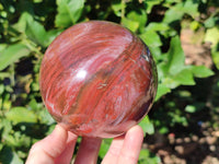 Polished Fossilized Podocarpus Petrified Wood Sphere x 1 From Mahajanga, Madagascar