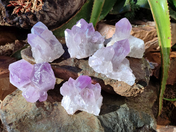 Natural Jacaranda Amethyst Quartz Clusters x 6 From Mumbwa, Zambia