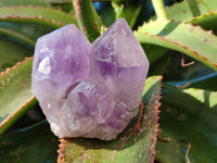 Natural Jacaranda Amethyst Quartz Clusters x 6 From Mumbwa, Zambia