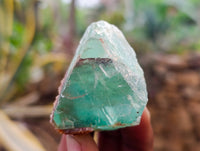Natural Watermelon Fluorite Cobbed Specimens x 16 From Uis, Namibia