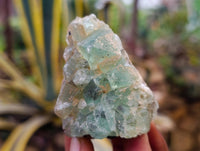 Natural Watermelon Fluorite Cobbed Specimens x 16 From Uis, Namibia