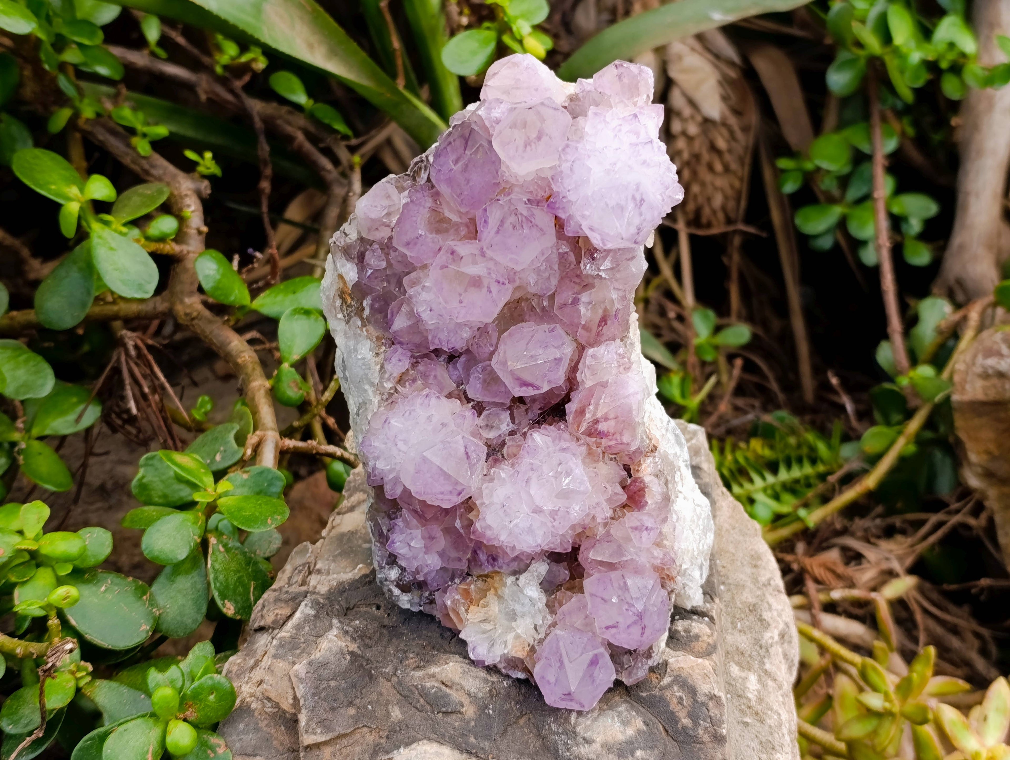 Natural Amethyst Spirit Quartz Cluster x 1 From Boekenhouthoek, South Africa - Toprock Gemstones and Minerals 