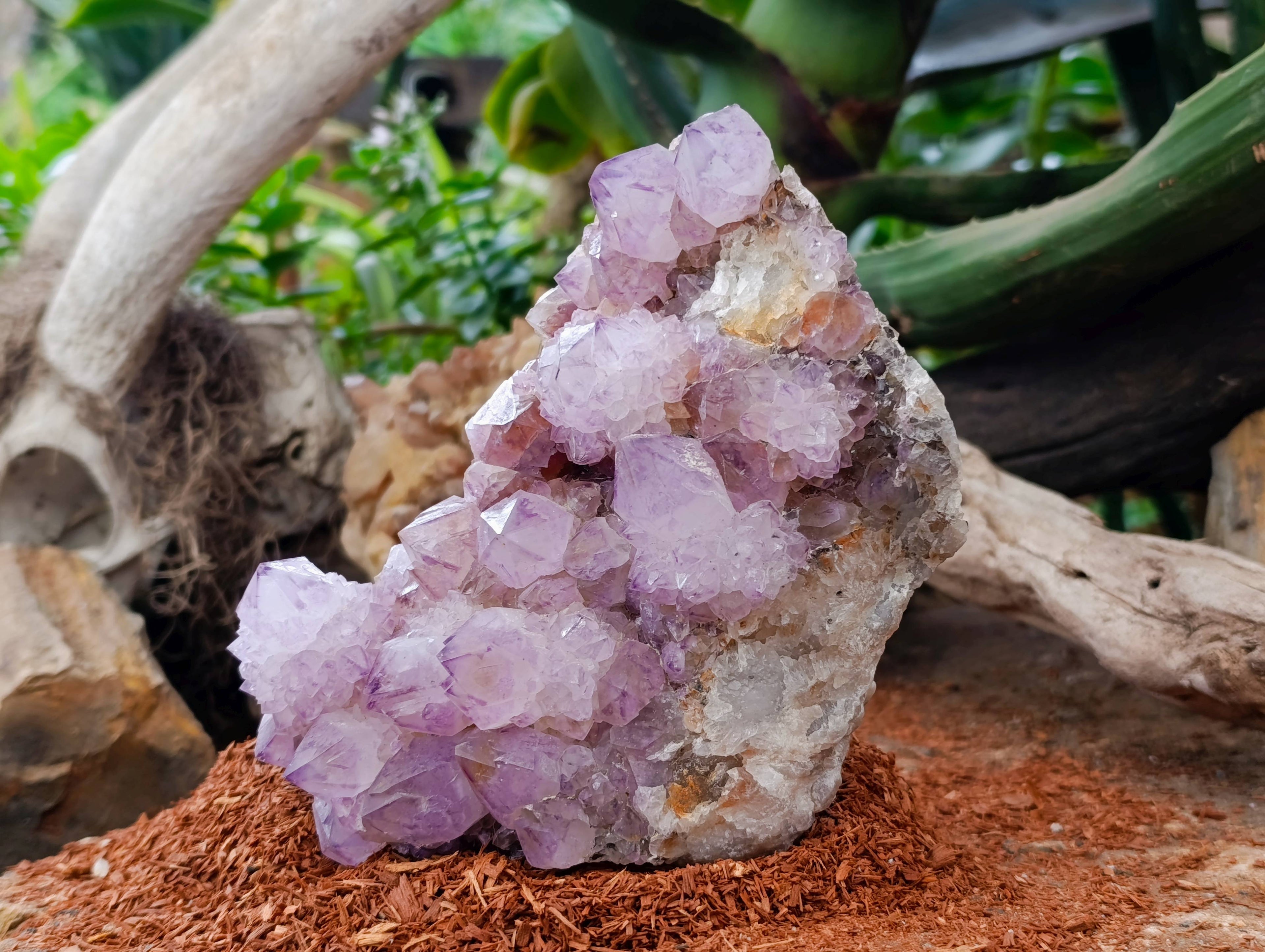 Natural Amethyst Spirit Quartz Cluster x 1 From Boekenhouthoek, South Africa - Toprock Gemstones and Minerals 