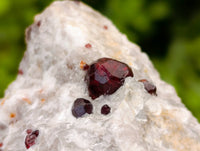 Natural Red Pyrope Garnet Crystals in Quartz Feldspar Matrix x 24 From Namibia