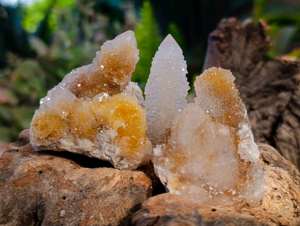 Natural Spirit Quartz Specimens x 20 From Boekenhouthoek, South Africa - Toprock Gemstones and Minerals 