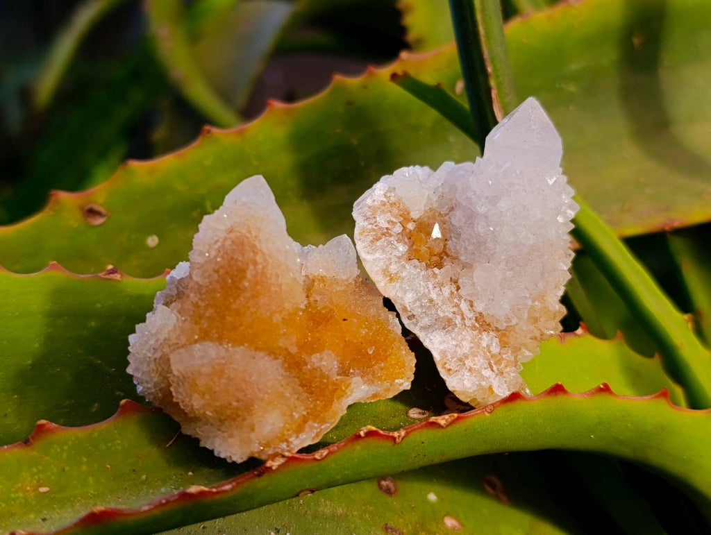 Natural Spirit Quartz Specimens x 20 From Boekenhouthoek, South Africa - Toprock Gemstones and Minerals 