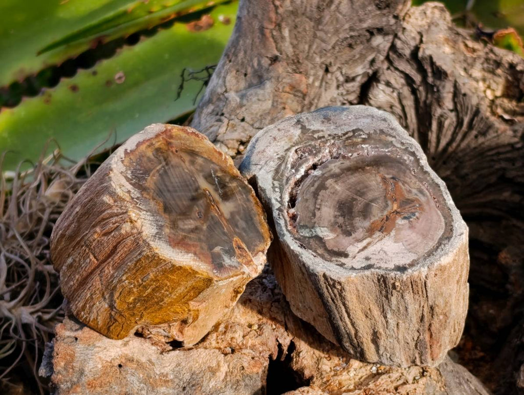 Polished On One Side Petrified Wood Branches x 6 From Gokwe, Zimbabwe - Toprock Gemstones and Minerals 