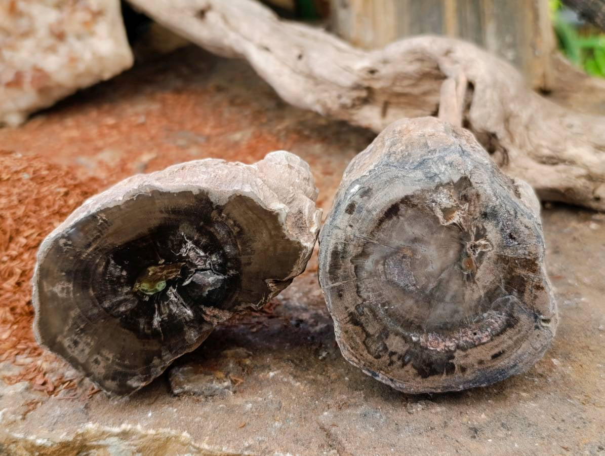 Polished On One Side Petrified Wood Branches x 6 From Gokwe, Zimbabwe - Toprock Gemstones and Minerals 