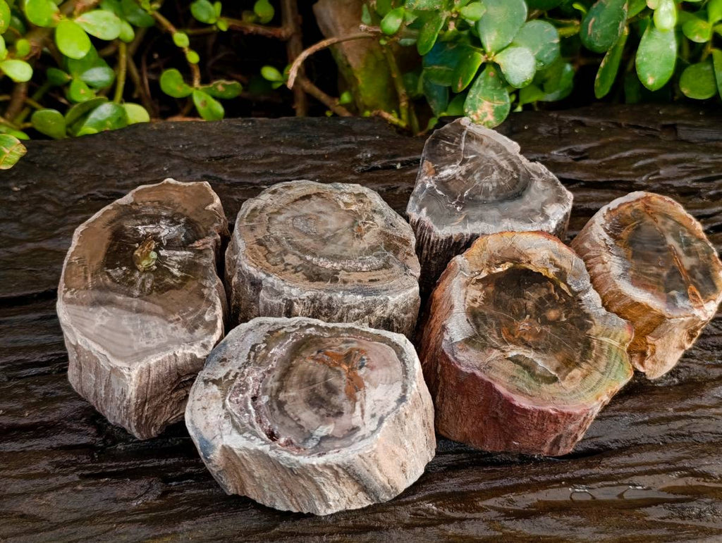 Polished On One Side Petrified Wood Branches x 6 From Gokwe, Zimbabwe - Toprock Gemstones and Minerals 