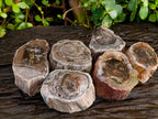 Polished On One Side Petrified Wood Branches x 6 From Gokwe, Zimbabwe - Toprock Gemstones and Minerals 