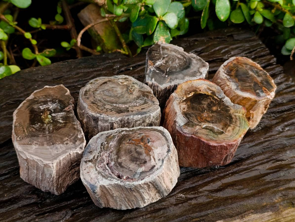 Polished On One Side Petrified Wood Branches x 6 From Gokwe, Zimbabwe - Toprock Gemstones and Minerals 