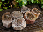 Polished On One Side Petrified Wood Branches x 6 From Gokwe, Zimbabwe - Toprock Gemstones and Minerals 