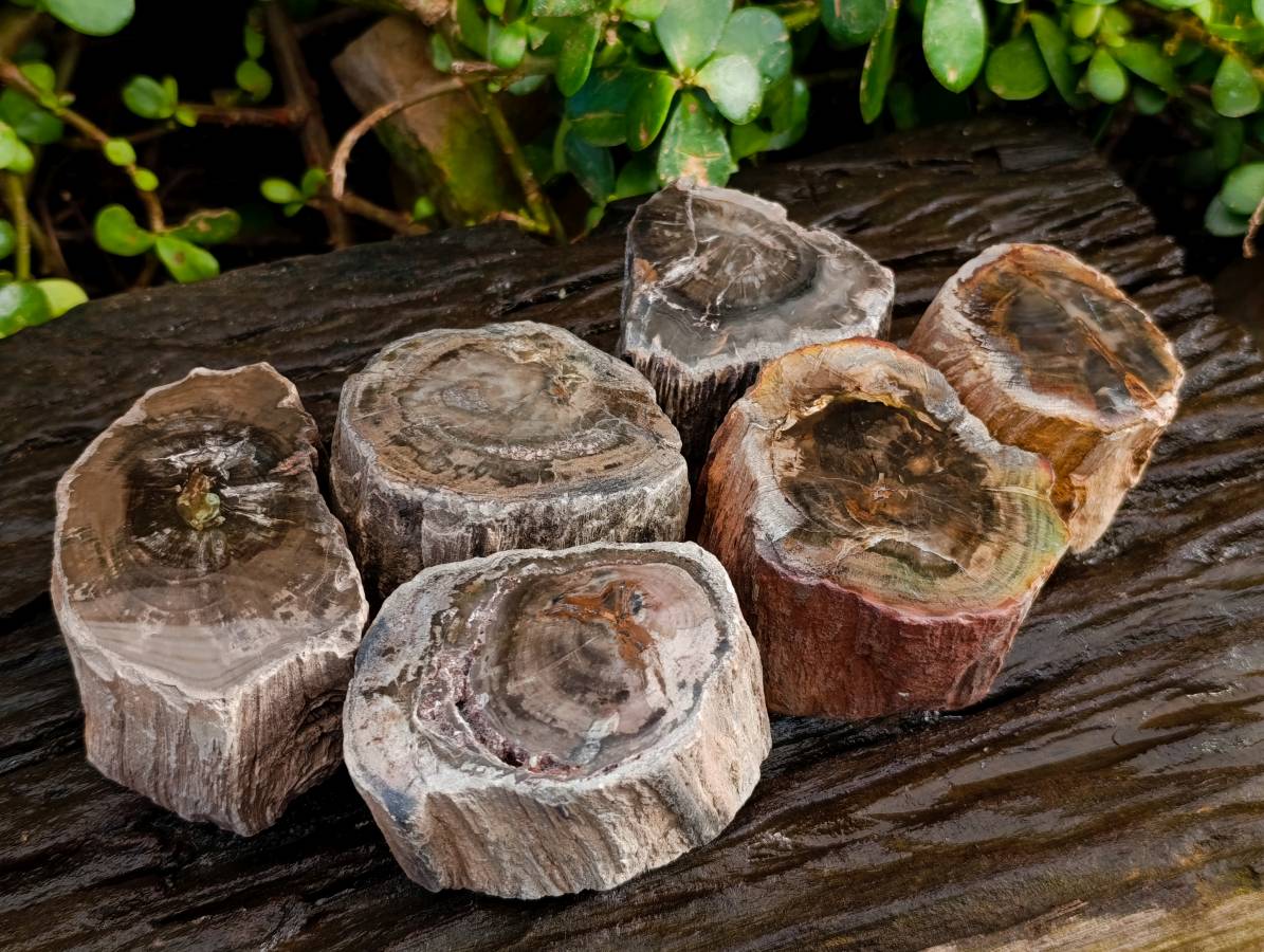 Polished On One Side Petrified Wood Branches x 6 From Gokwe, Zimbabwe - Toprock Gemstones and Minerals 