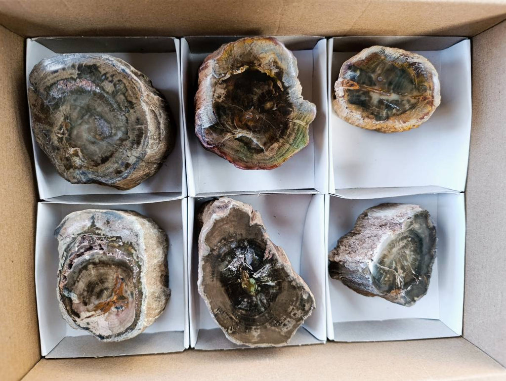 Polished On One Side Petrified Wood Branches x 6 From Gokwe, Zimbabwe - Toprock Gemstones and Minerals 