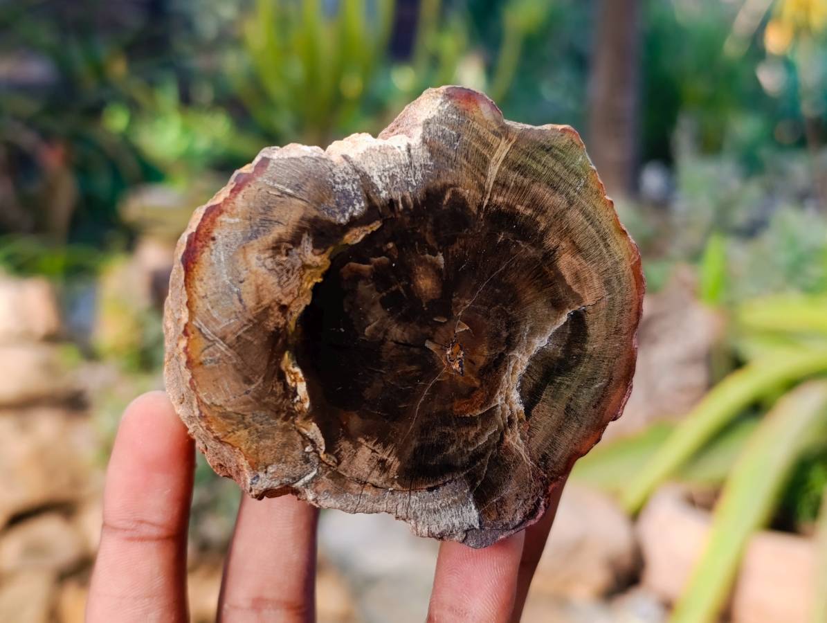 Polished On One Side Petrified Wood Branches x 6 From Gokwe, Zimbabwe - Toprock Gemstones and Minerals 