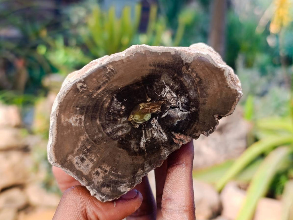 Polished On One Side Petrified Wood Branches x 6 From Gokwe, Zimbabwe - Toprock Gemstones and Minerals 