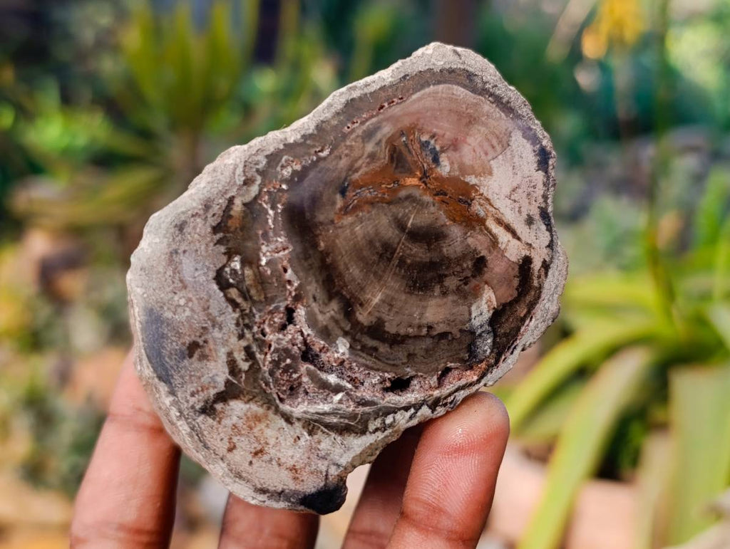 Polished On One Side Petrified Wood Branches x 6 From Gokwe, Zimbabwe - Toprock Gemstones and Minerals 