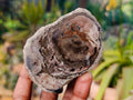 Polished On One Side Petrified Wood Branches x 6 From Gokwe, Zimbabwe - Toprock Gemstones and Minerals 