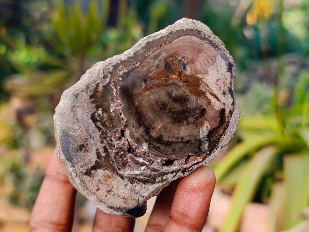 Polished On One Side Petrified Wood Branches x 6 From Gokwe, Zimbabwe - Toprock Gemstones and Minerals 
