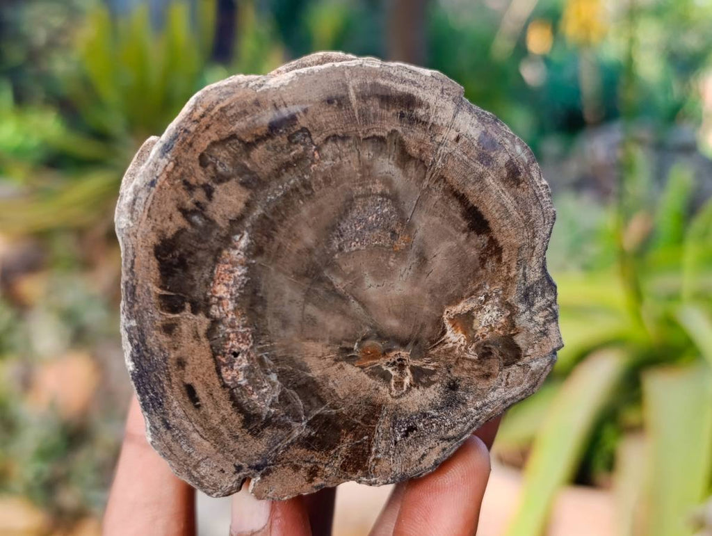 Polished On One Side Petrified Wood Branches x 6 From Gokwe, Zimbabwe - Toprock Gemstones and Minerals 
