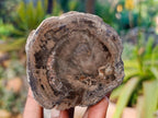 Polished On One Side Petrified Wood Branches x 6 From Gokwe, Zimbabwe - Toprock Gemstones and Minerals 