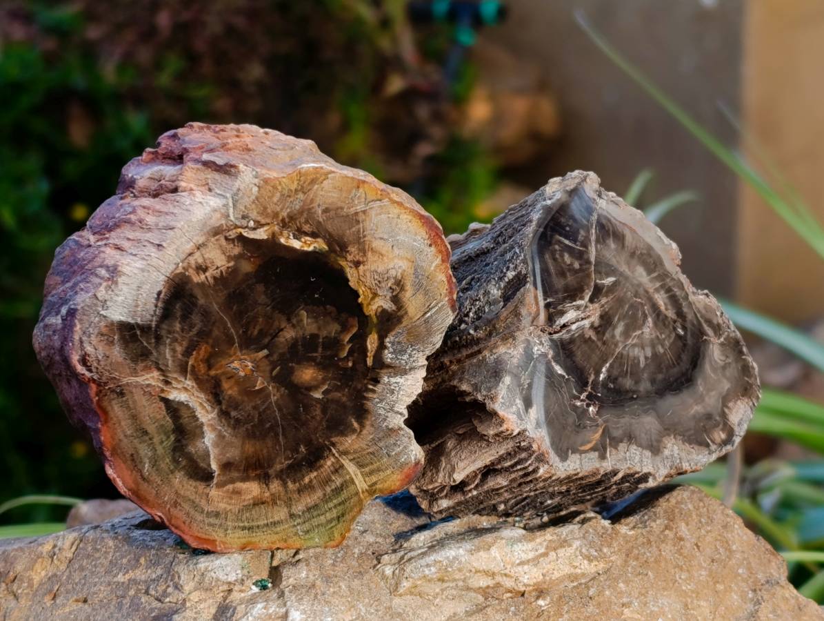 Polished On One Side Petrified Wood Branches x 6 From Gokwe, Zimbabwe - Toprock Gemstones and Minerals 