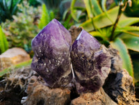 Polished Chevron Amethyst Witches Hat Crystals x 4 From Zambia