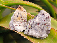 Natural Red Pyrope Garnet Crystals in Quartz Feldspar Matrix x 24 From Namibia