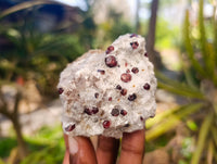 Natural Red Pyrope Garnet Crystals in Quartz Feldspar Matrix x 24 From Namibia
