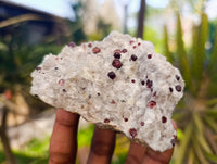 Natural Red Pyrope Garnet Crystals in Quartz Feldspar Matrix x 24 From Namibia