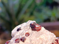 Natural Pyrope Garnet In Quartz Feldspar Matrix Specimens x 12 From Namibia