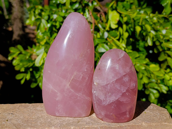 Polished Rose Quartz Standing Free Forms x 2 From Madagascar