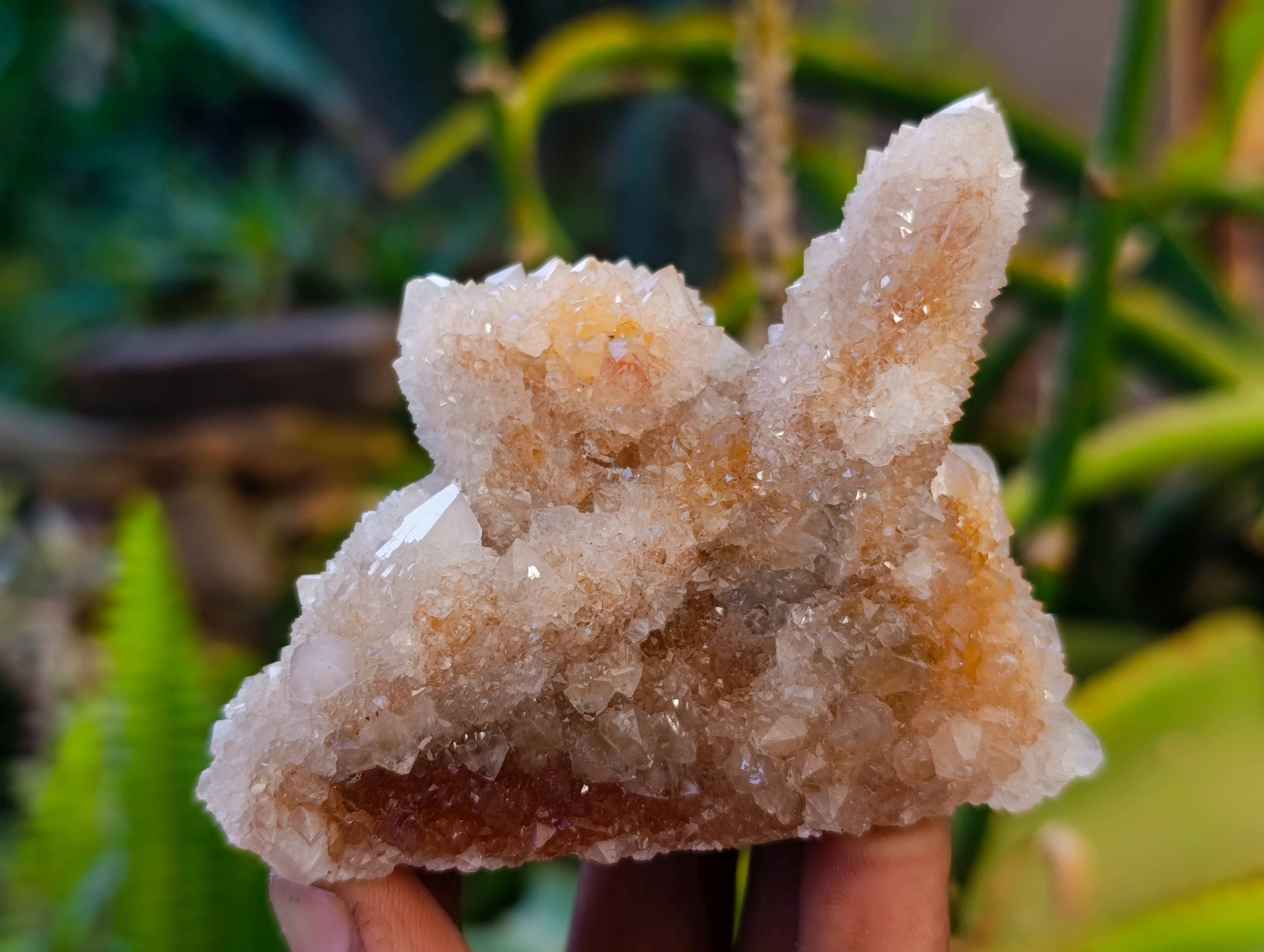 Natural Spirit Quartz Specimens x 12 From Boekenhouthoek, South Africa - Toprock Gemstones and Minerals 